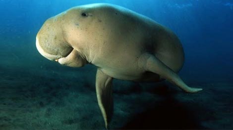 Diễu hành kêu gọi bảo vệ mỹ nhân ngư