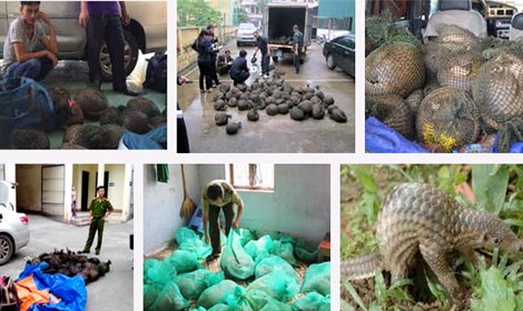 Hiểm họa… tê tê