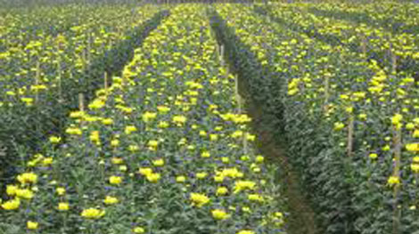 Những trăn trở từ một làng hoa
