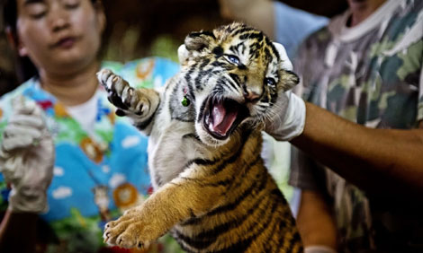 Cảnh báo nạn buôn bán động vật hoang dã trên internet