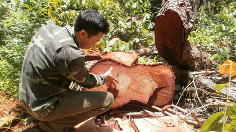 Rừng bảo tồn thiên nhiên Ea Sô bị xẻ thịt
