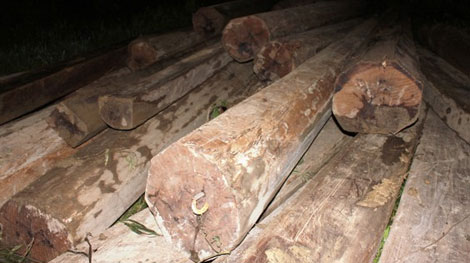 Nhóm chuyên trộm gỗ quý ra hầu tòa