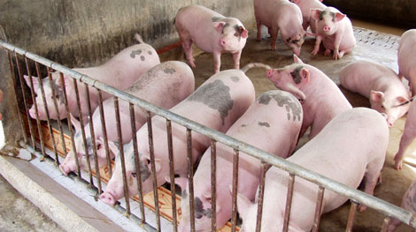 Sử dụng chất cấm trong chăn nuôi: Sẽ chấm dứt trong năm 2015?