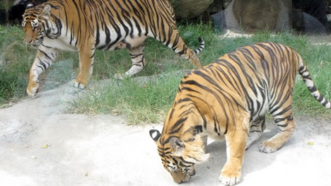 Kiểm tra toàn bộ cơ sở nuôi động vật hoang dã trên toàn quốc