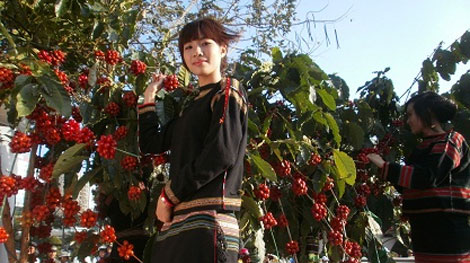 Tổ chức lễ hội cà phê Buôn Ma Thuột lần thứ 5