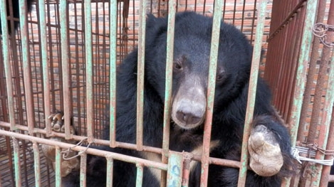 Gấu chết mòn vì không được chăm sóc đúng cách