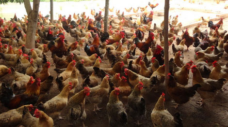 Khống chế dịch bệnh góp phần ổn định giá thực phẩm