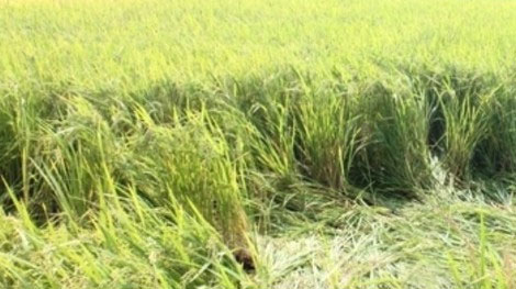 Nam thanh niên chết dưới ruộng lúa