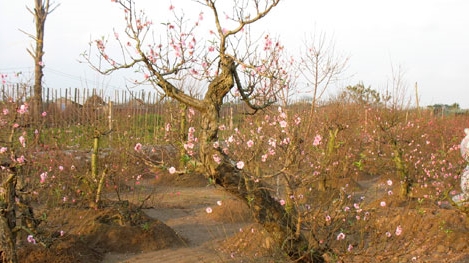 Đào Nhật Tân nở bung, quất chín vàng rực