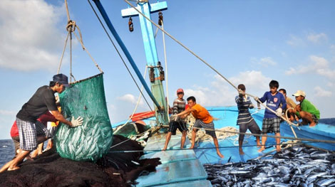 Ngư dân Quảng Trị trúng đậm hàng chục tấn hải sản