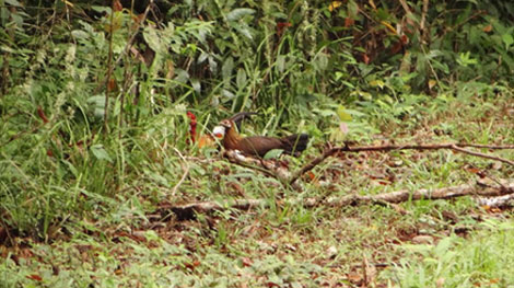 Nhầm bạn săn là gà rừng, nổ súng làm chết người