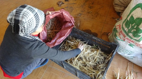 Tận diệt… sâm quý