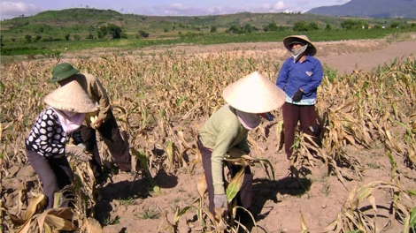 Tây Nguyên quay quắt trong nắng hạn