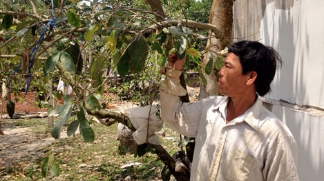 Bán lá mãng cầu xiêm, lợi bất cập hại