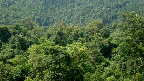 UBND tỉnh Bình Định giao Sở NN - PTNT kiểm tra, báo cáo rõ vụ việc