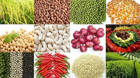 Ưu tiên vốn cho phát triển nông sản xuất khẩu