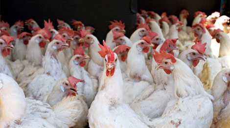 Nhiều giải pháp chặn gia cầm nhập lậu