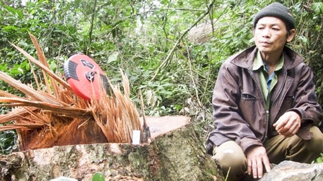 Mạnh tay xử lý tội phạm ‘xẻ thịt’ rừng ở Bạch Thông, Bắc Kạn