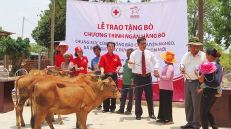Prudential Việt Nam tặng 50 con bò cho các gia đình khó khăn tỉnh Gia Lai