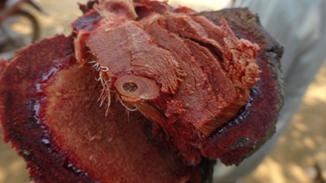 Kỳ bí… “biệt dược máu người”