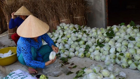 Sau hành tím… giờ đến ổi rớt giá