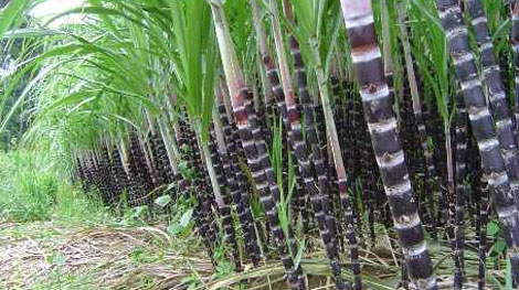 Giảm bảo hộ, tăng sức cạnh tranh (?!)