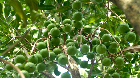 Xử phạt doanh nghiệp sản xuất giống cây mắc ca không đúng quy định