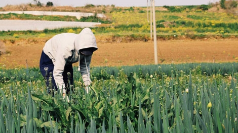 Hàn Quốc: Lao động nông nghiệp nhập cư bị đối xử như nô lệ