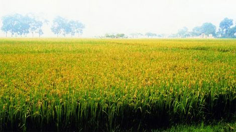 Thất tình, nam thanh niên tự sát giữa cánh đồng