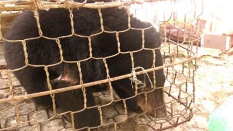 Động vật hoang dã nuôi nhốt trái phép giữa trung tâm thành phố