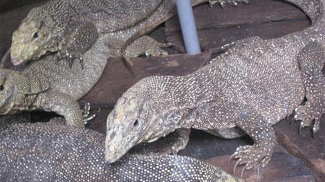 Vừa nuôi, vừa ‘cấp đông’ thú rừng