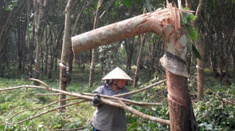 Nông dân chặt cao su trồng điều