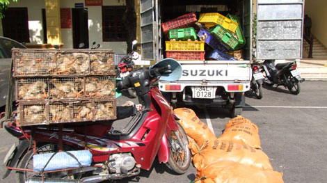 Cửu vạn bị 'tóm', đầu nậu vẫn ẩn!