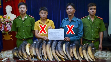 Bắt giữ đối tượng vận chuyển hơn 100kg nghi là ngà voi