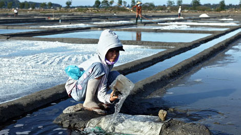 Hơn 40.000 tấn muối tồn đọng vì mức giá quá thấp