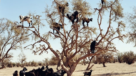 Loài dê mang biệt tài của... khỉ