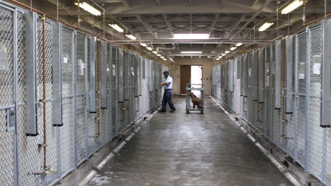 Mafia kiếm bộn tiền nhờ… chăm sóc thú hoang