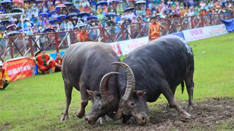 Lễ hội chọi trâu Đồ Sơn 2015