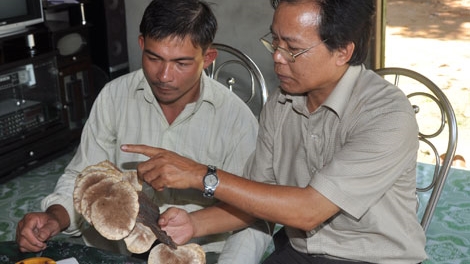 Cần có một nghiên cứu khoa học về nấm lim xanh