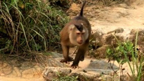 Liên tục các vụ động vật hoang dã tấn công người