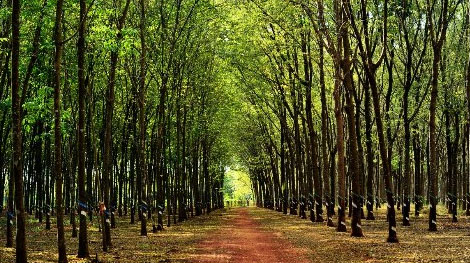 Phát hiện xác chết đang phân hủy tại rừng cao su