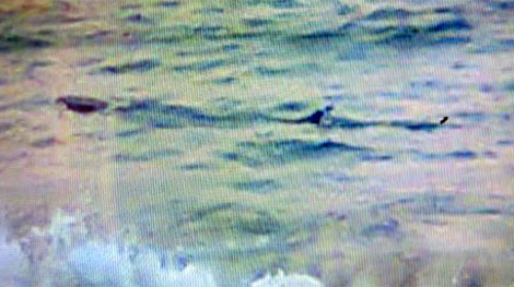 Cá lạ dài 4m xuất hiện ven bờ biển Tuy Hòa