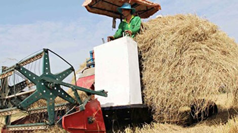 Nông trường Sông Hậu xuất khẩu rơm