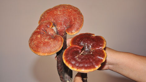 Thật, giả “linh thảo” nấm lim xanh