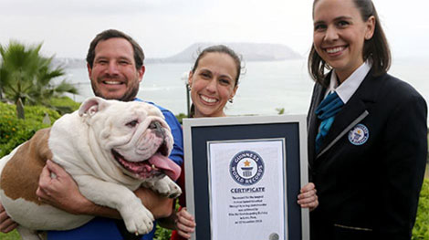 Kỷ lục gia Guinness 4 chân