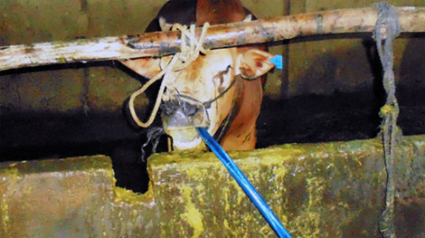 Bắt quả tang cơ sở bơm nước vào bò trước khi mổ