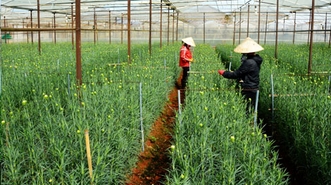 Làng hoa cho doanh thu 200 tỷ đồng mỗi năm