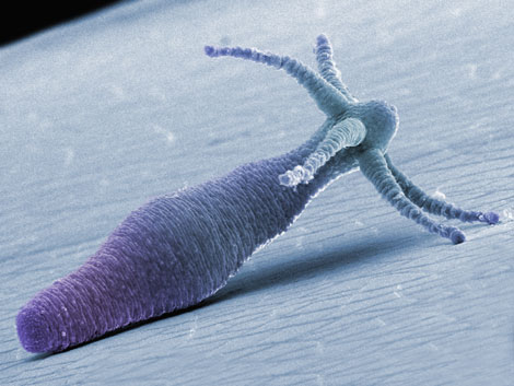 Nghiên cứu lão hóa từ hiện tượng bất tử ở loài thủy tức