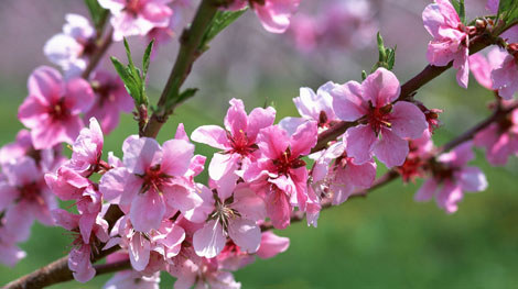 Có một cành đào