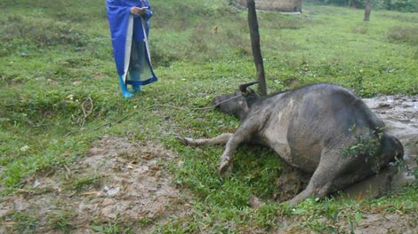 Gần 250 con trâu bò chết vì rét